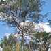Acacia goetzei