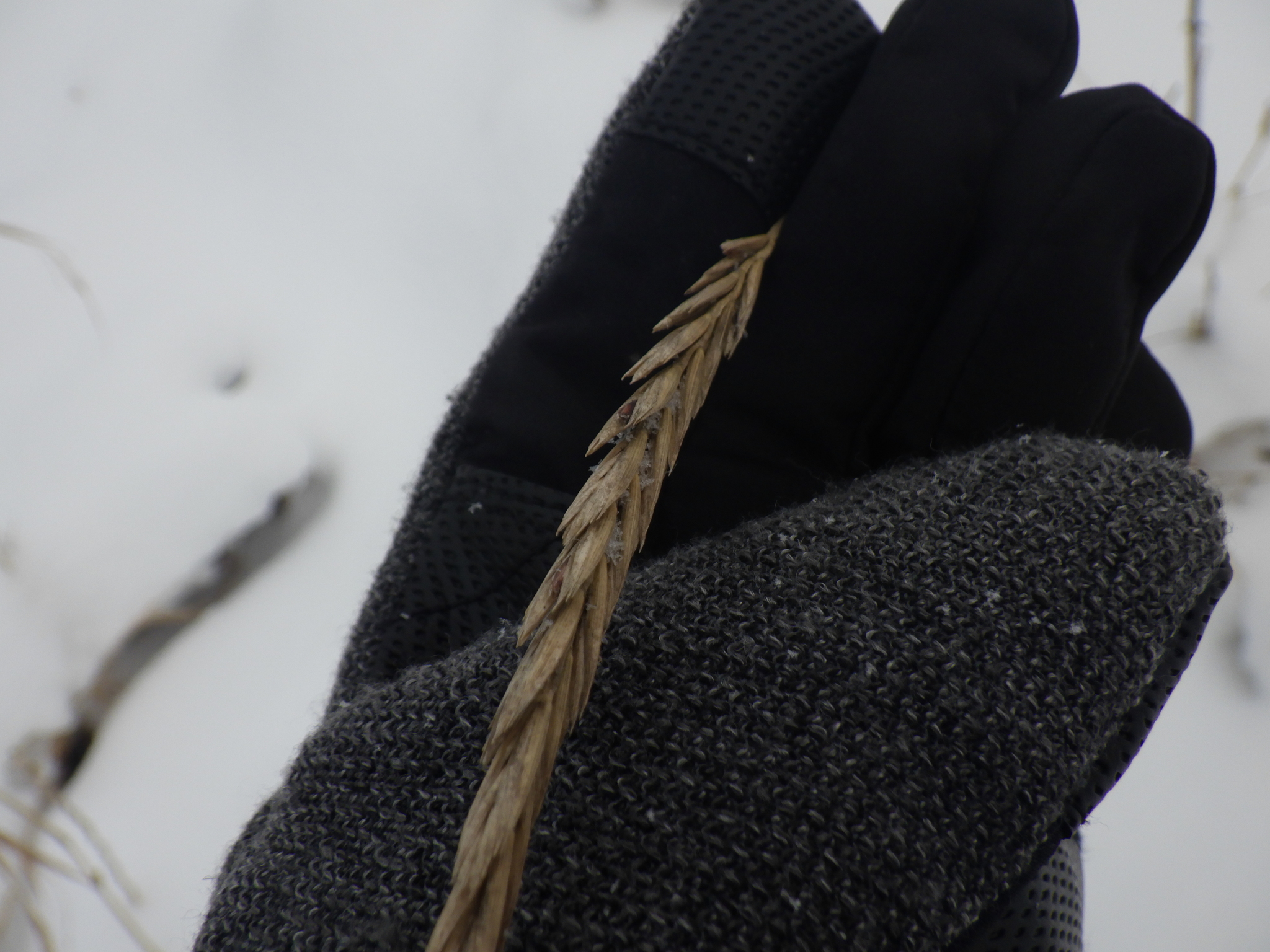 Imagem de Elymus repens