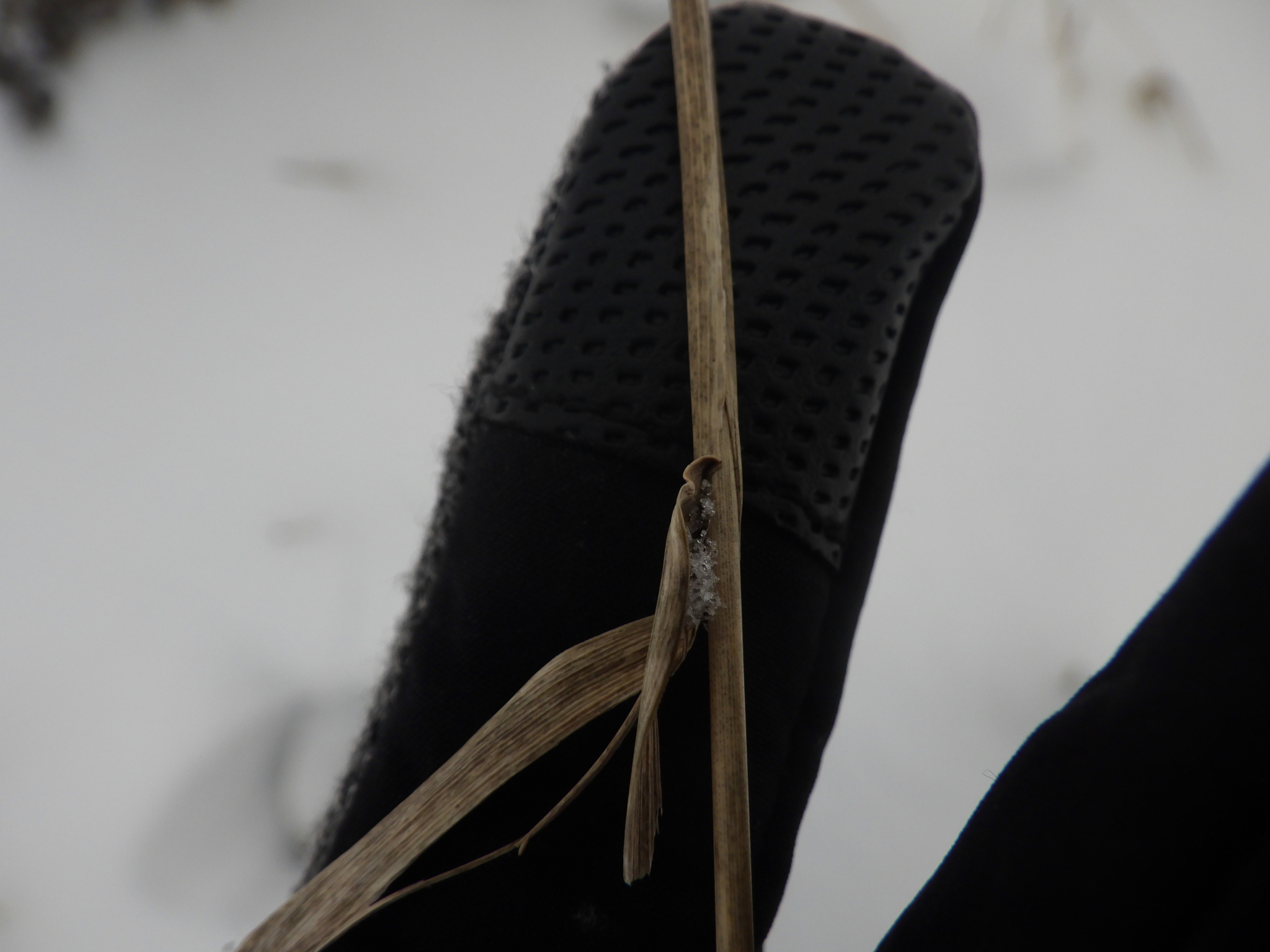 Imagem de Elymus repens