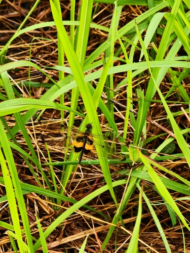 Rhyothemis variegata