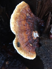Inonotus rodwayi