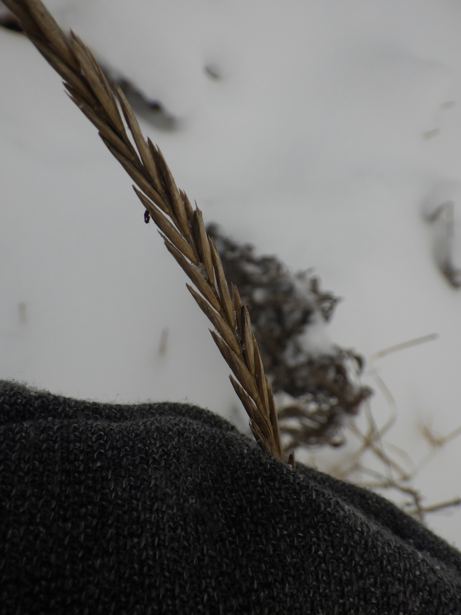 Imagem de Elymus repens