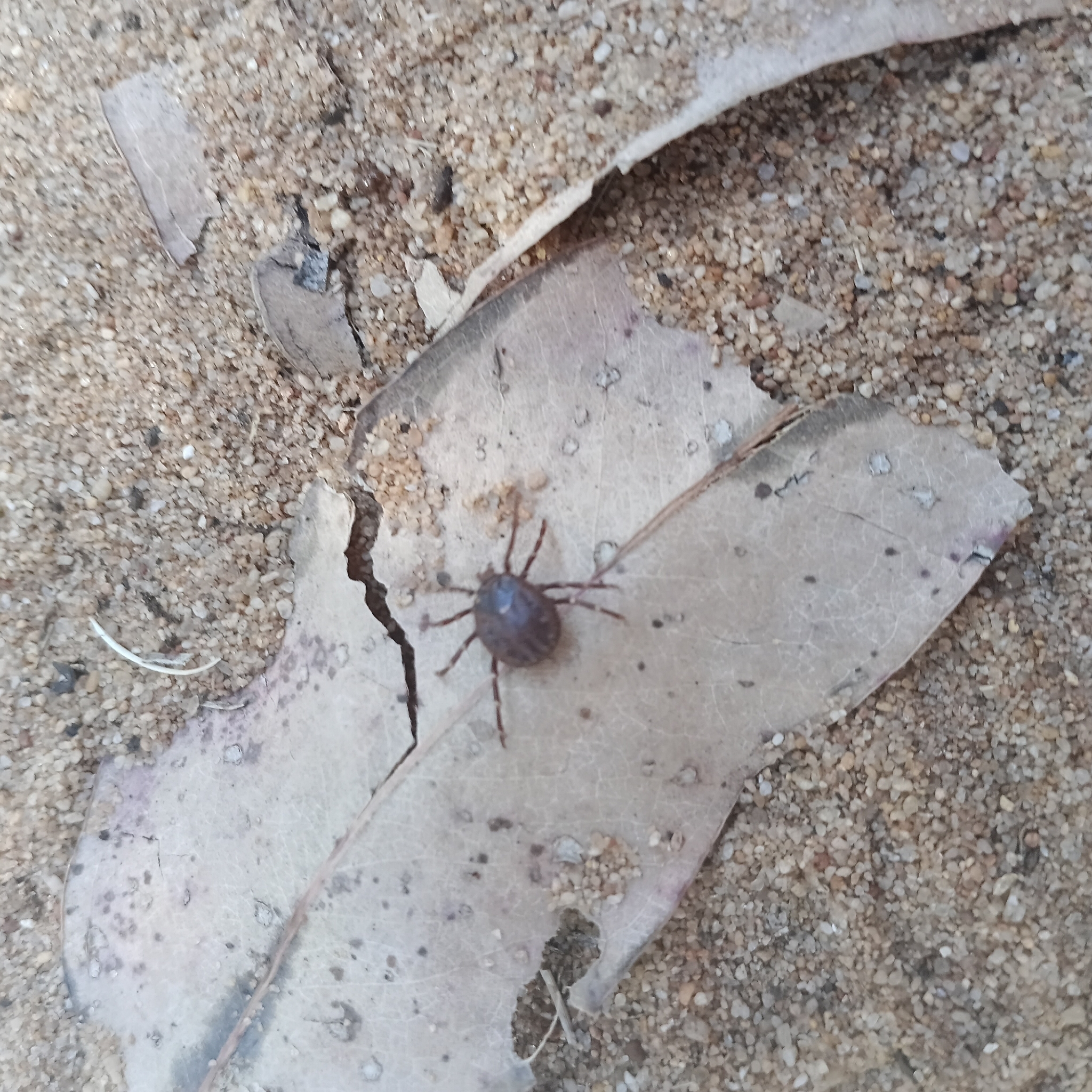 Amblyomma triguttatum Koch, 1844
