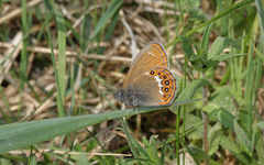 Coenonympha hero