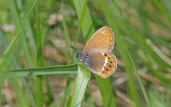 Coenonympha hero