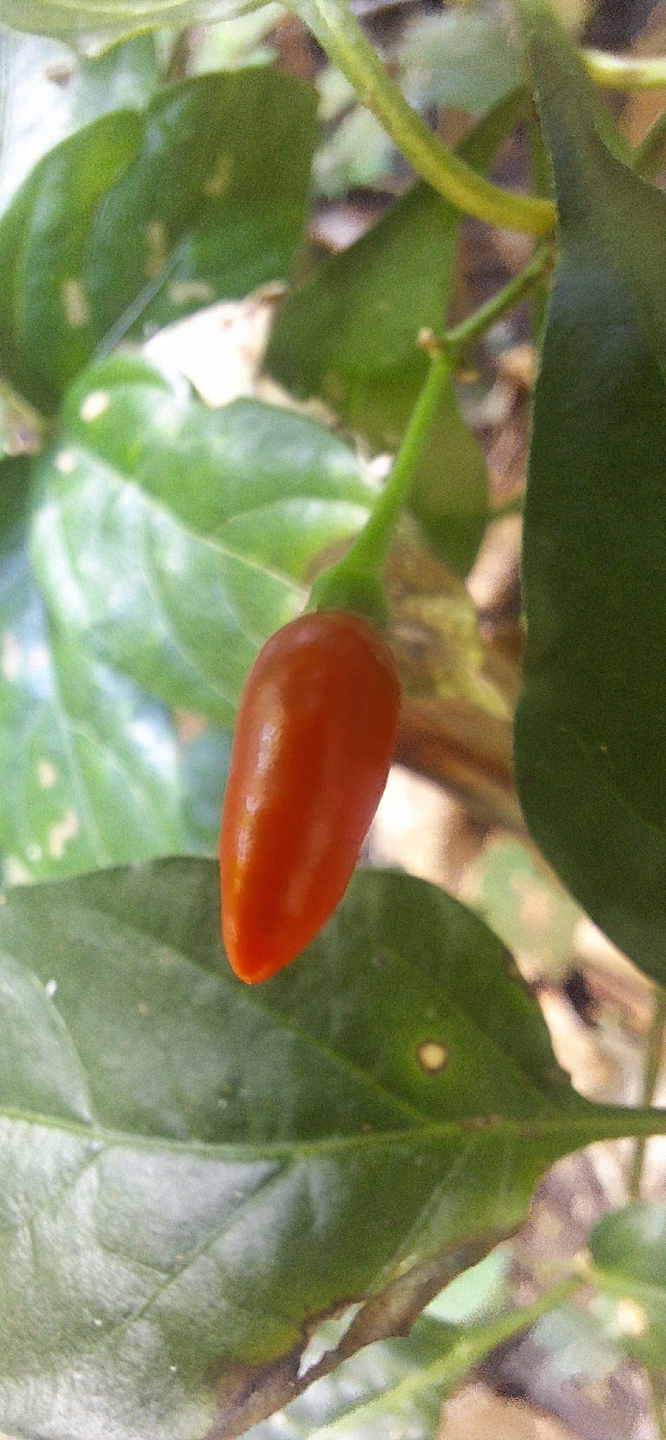 Photo by James Bevan via iNaturalist (Copyright James Bevan)