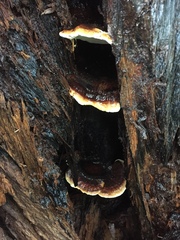 Inonotus rodwayi