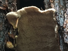 Inonotus rodwayi