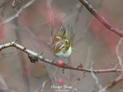 Pallas's Leaf Warbler