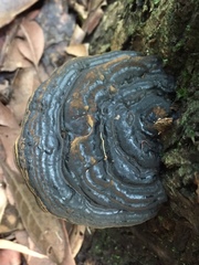 Magoderna subresinosum