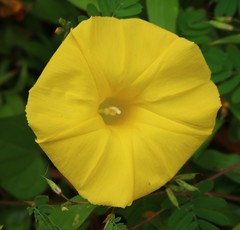 Ipomoea clarkei