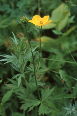 (c) Oleg Kosterin, some rights reserved (CC BY) Trollius riederianus, photograph (c) Oleg Kosterin, some rights reserved (CC BY)