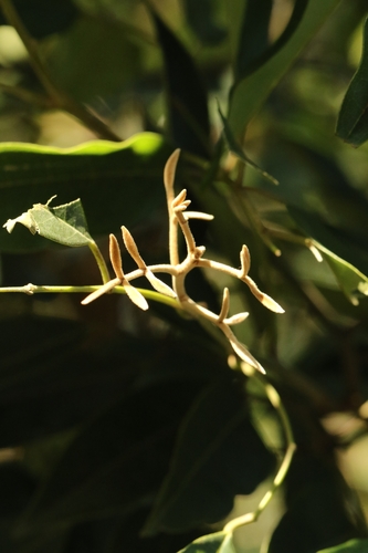 Soft-fruited Ormosia (Ormosia semicastrata)