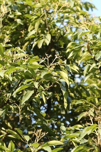 Ormosia semicastrata, photograph 2