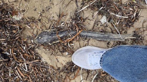 Cobbler (Cnidoglanis macrocephalus) — Plotosidae