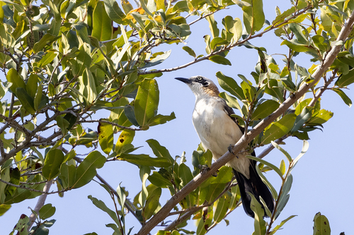 iNaturalist image