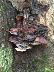 Magoderna subresinosum