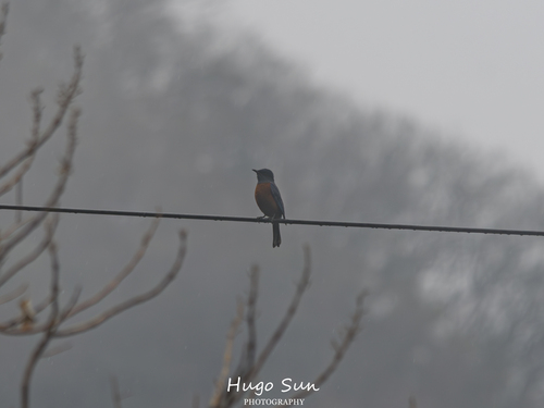 Chestnut-bellied Rock-Thrush