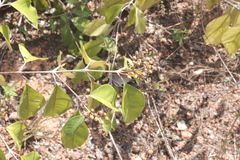 Vismia guianensis, photograph (c) fmunoz, some rights reserved (CC BY)