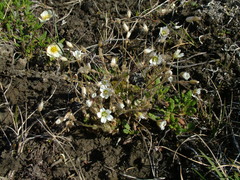 Cerastium bialynickii