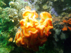 Sycozoa cerebriformis