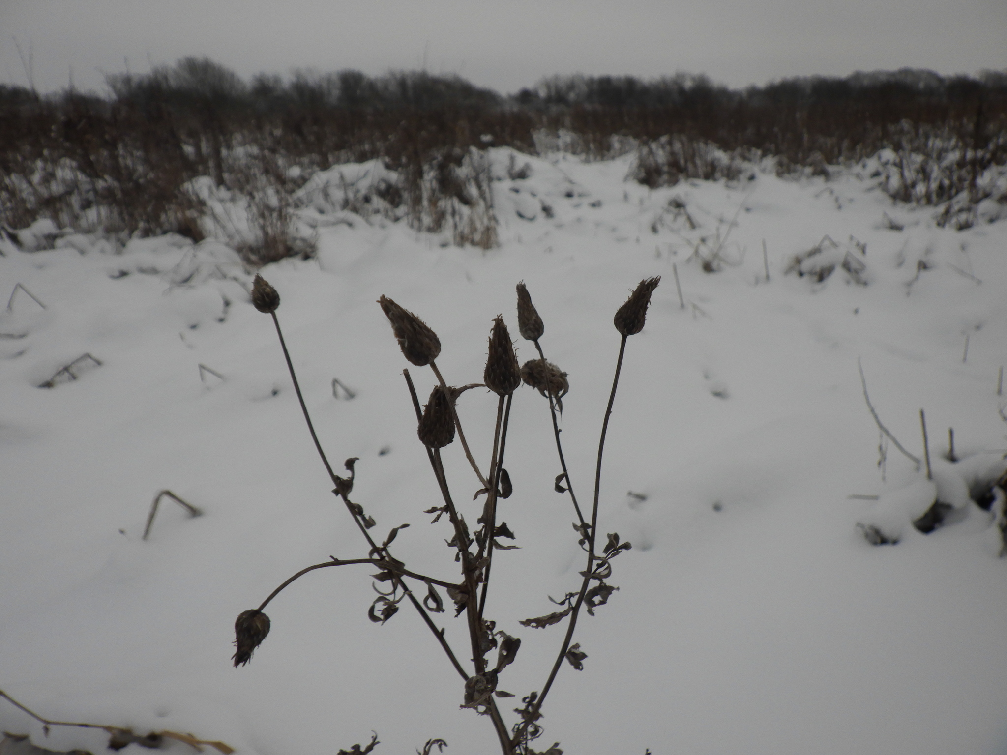Imagem de Cardo-canadense