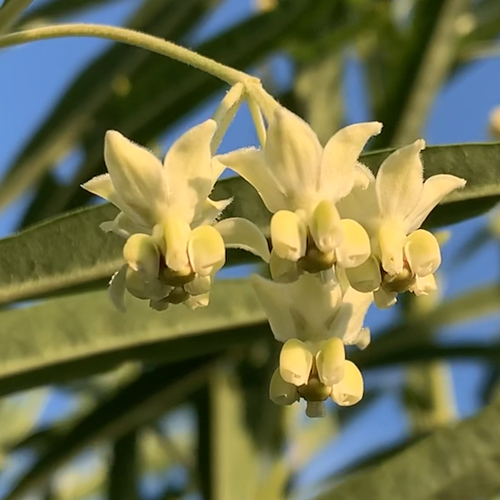 Narrow-leaf Cotton Bush