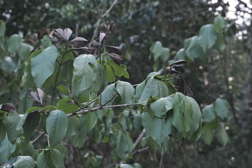 Coutarea hexandra, photograph 4