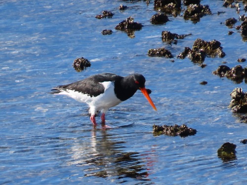 Eurasian Oystercatcher (Haematopus ostralegus), photo 4