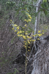 Cyrtopodium andersonii