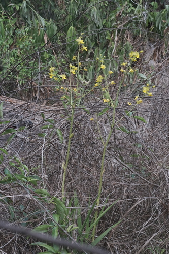 Cyrtopodium andersonii, photograph 2
