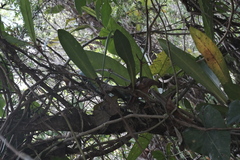 Philodendron linnaei, photograph (c) fmunoz, some rights reserved (CC BY)