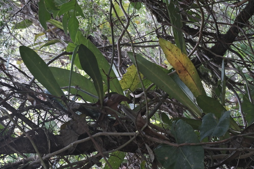 Philodendron linnaei, photograph 3
