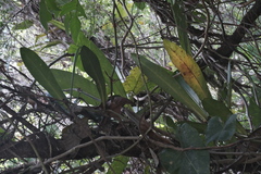 Philodendron linnaei, photograph (c) fmunoz, some rights reserved (CC BY)