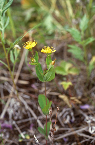 Kamchatka St. Johnswort (Hypericum kamtschaticum)
