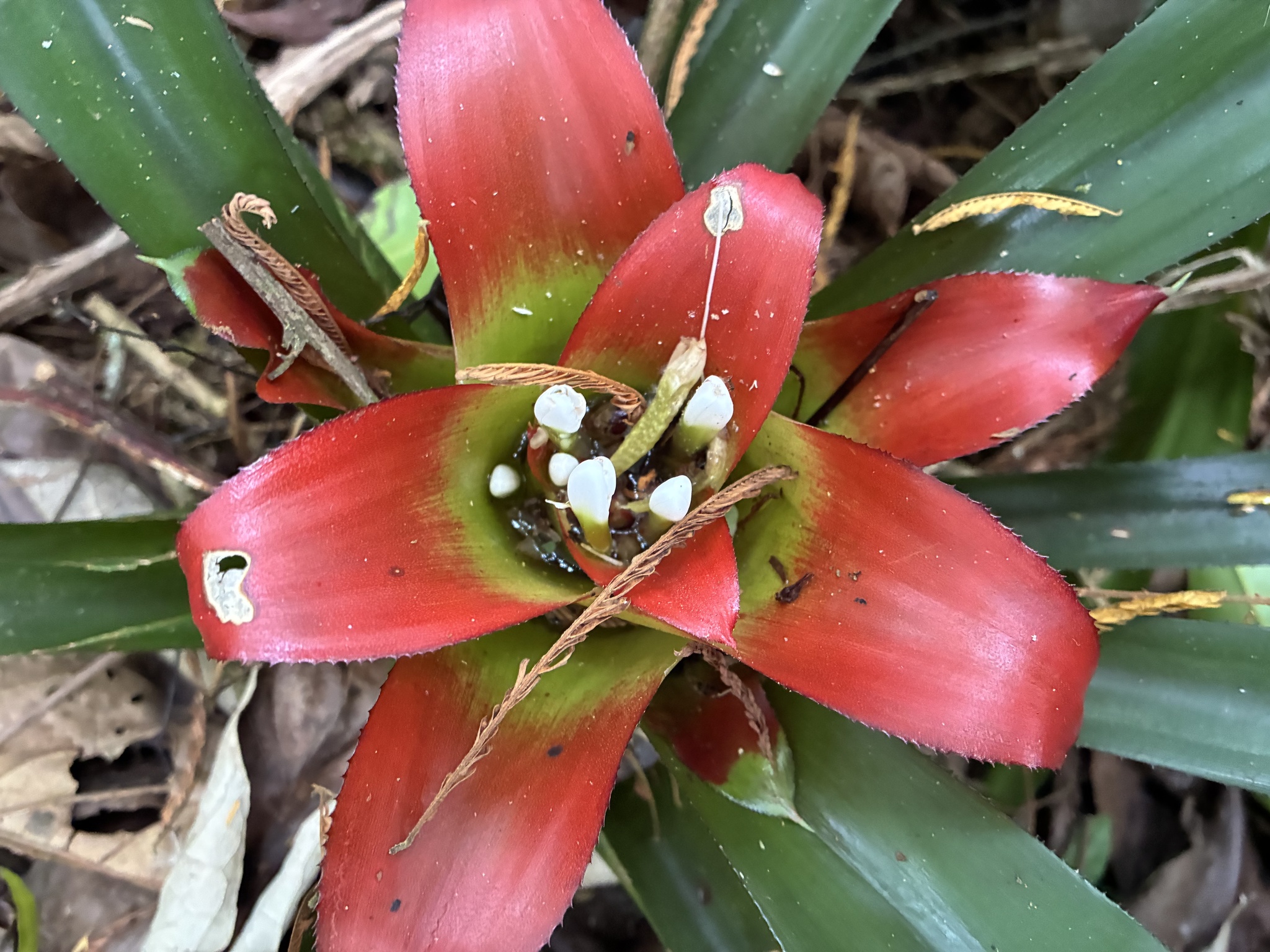 Nidularium × chantrieri André