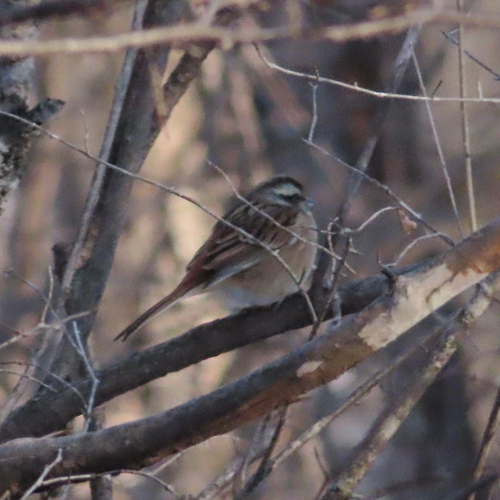 Meadow Bunting (Emberiza cioides)