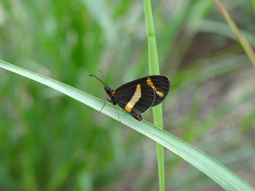 Elf Butterfly photo 3