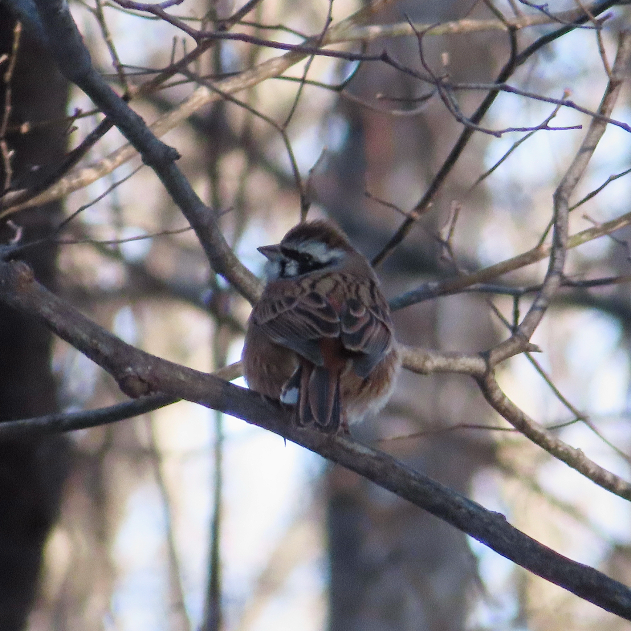 Meadow Bunting (Emberiza cioides), photo 4