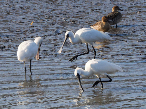 Black-faced Spoonbill