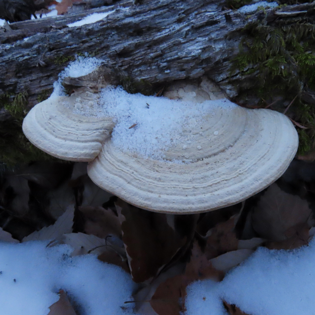 Fomitopsis dickinsii · January 2026 · photo: © liem_malarney (iNaturalist, cc-by)