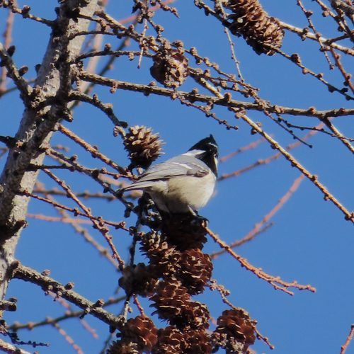 Coal Tit (Periparus ater), photo 5