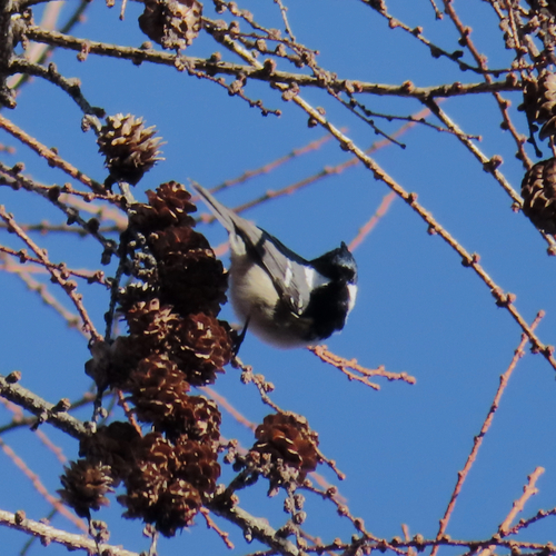 Coal Tit (Periparus ater), photo 6