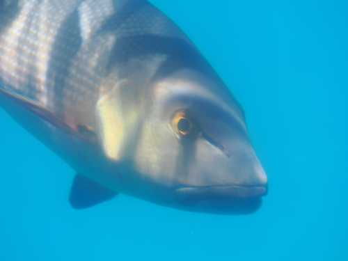 Bohar snapper (Lutjanus bohar) — Lutjanidae — 5