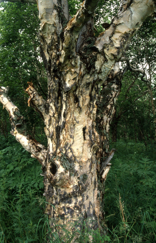 Erman's Birch (Betula ermanii)