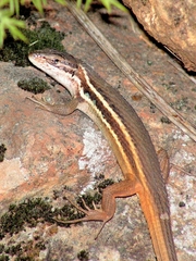 Psammodromus algirus