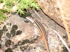 Psammodromus algirus