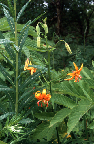 Lilium debile, photograph 3