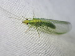 Triplochrysa