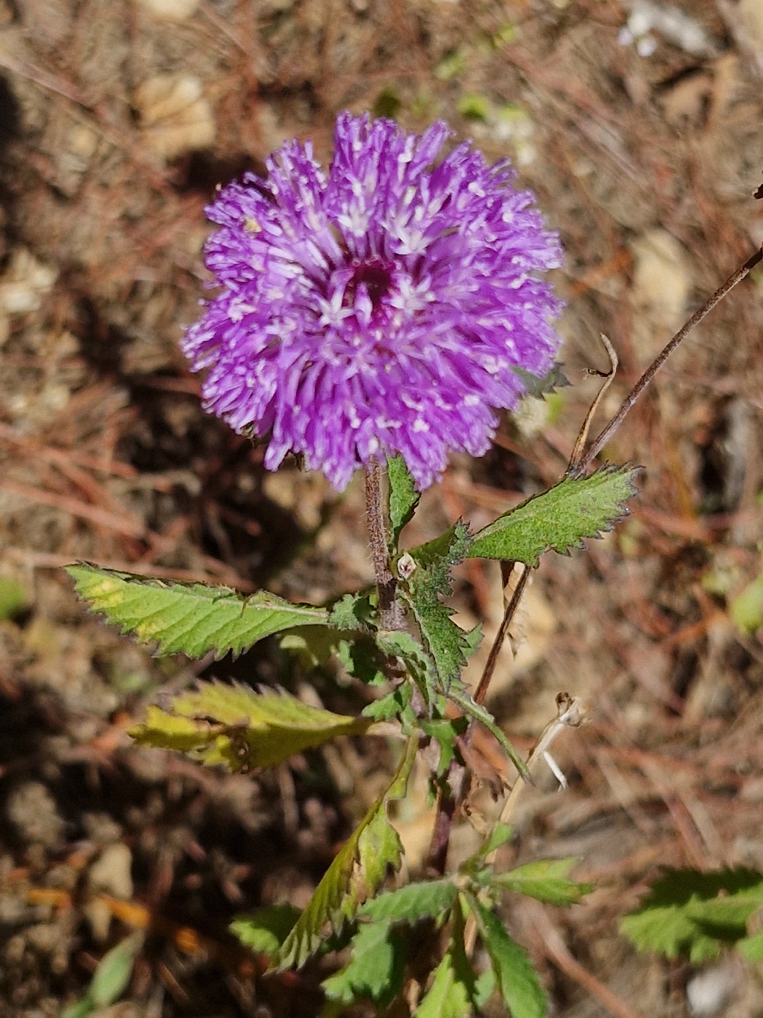 Centratherum punctatum (Centratherum punctatum)